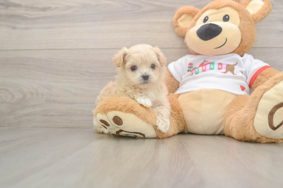 6 week old Maltipoo Puppy For Sale - Pilesgrove Pups