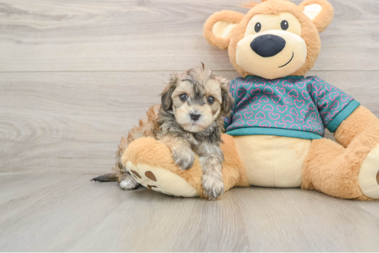 Popular Maltipoo Poodle Mix Pup
