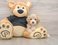 9 week old Maltipoo Puppy For Sale - Pilesgrove Pups