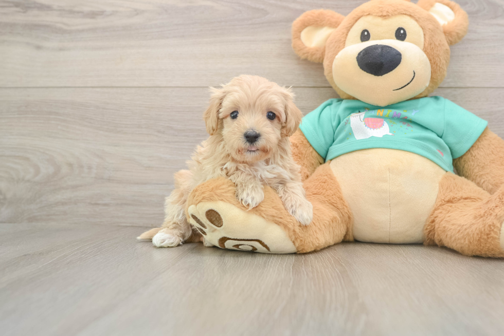 Cute Maltipoo Baby
