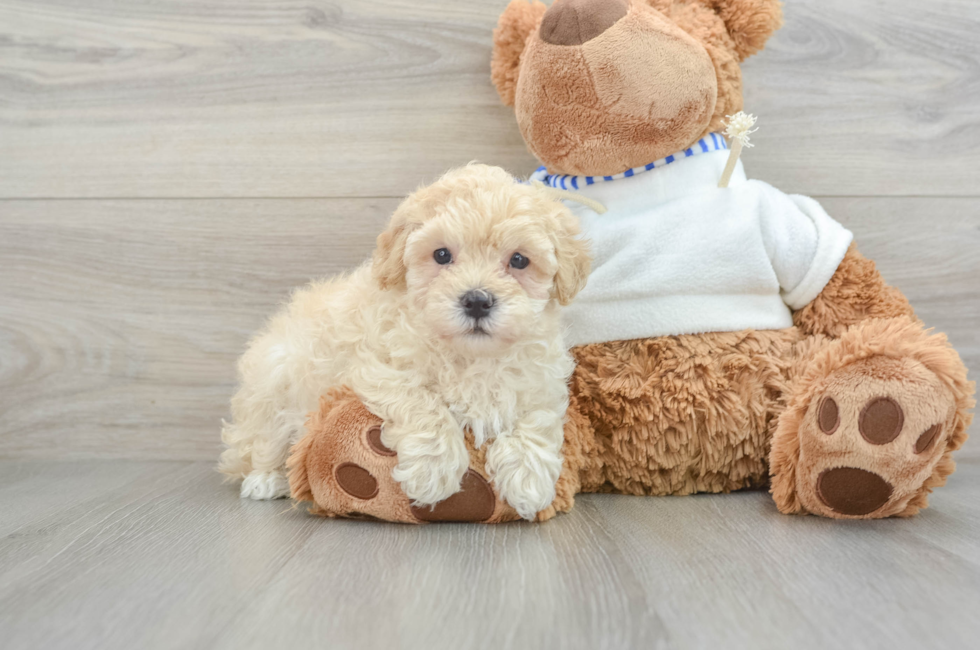 6 week old Maltipoo Puppy For Sale - Pilesgrove Pups