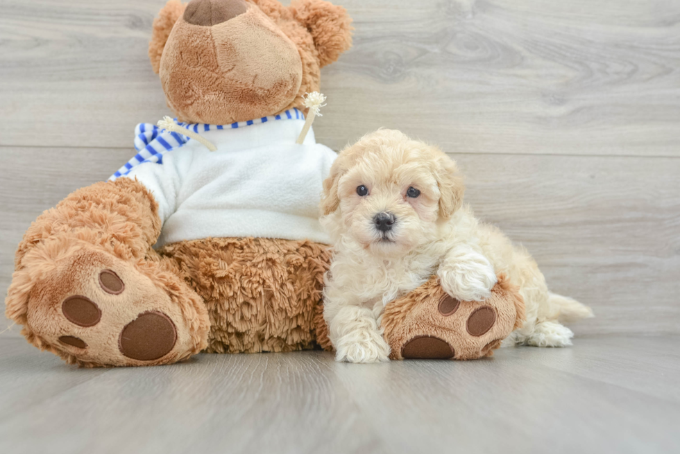 Best Maltipoo Baby