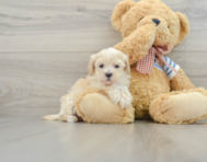 9 week old Maltipoo Puppy For Sale - Pilesgrove Pups