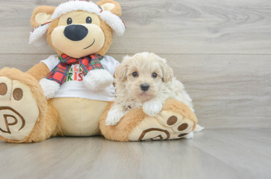 Happy Maltipoo Baby