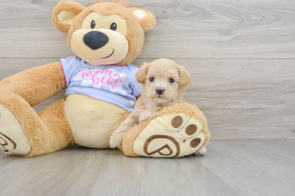 6 week old Maltipoo Puppy For Sale - Pilesgrove Pups