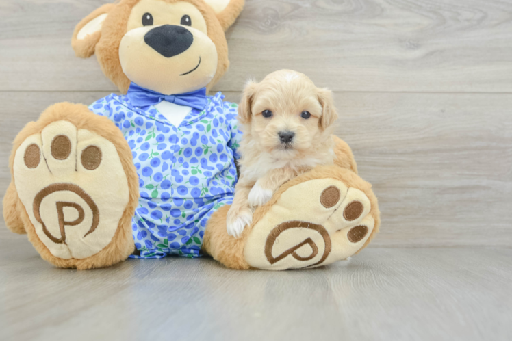 Maltipoo Puppy for Adoption