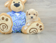 8 week old Maltipoo Puppy For Sale - Pilesgrove Pups