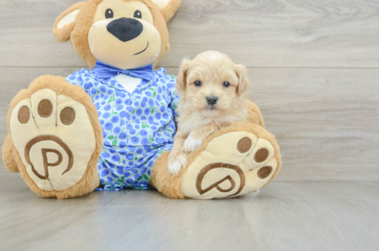 Maltipoo Puppy for Adoption