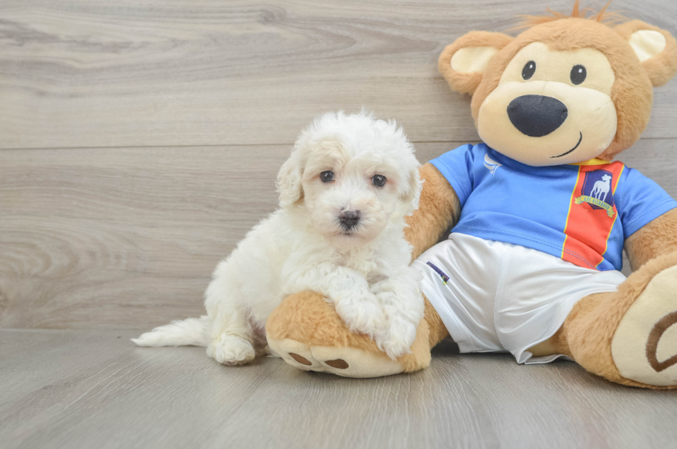 5 week old Maltipoo Puppy For Sale - Pilesgrove Pups
