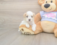 8 week old Maltipoo Puppy For Sale - Pilesgrove Pups