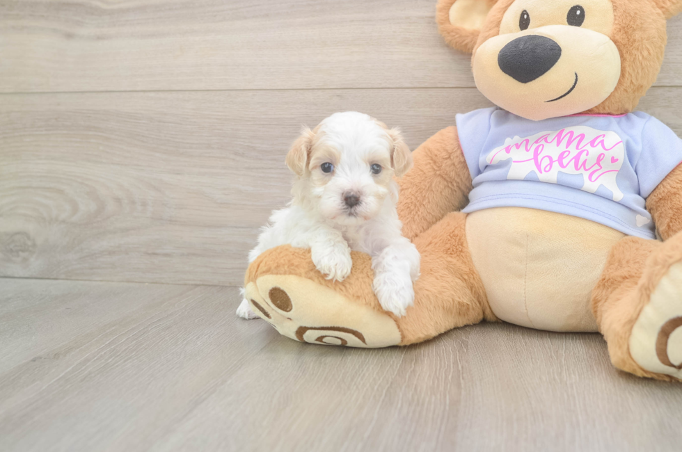 5 week old Maltipoo Puppy For Sale - Pilesgrove Pups