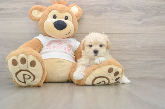 Friendly Maltipoo Baby