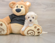 7 week old Maltipoo Puppy For Sale - Pilesgrove Pups