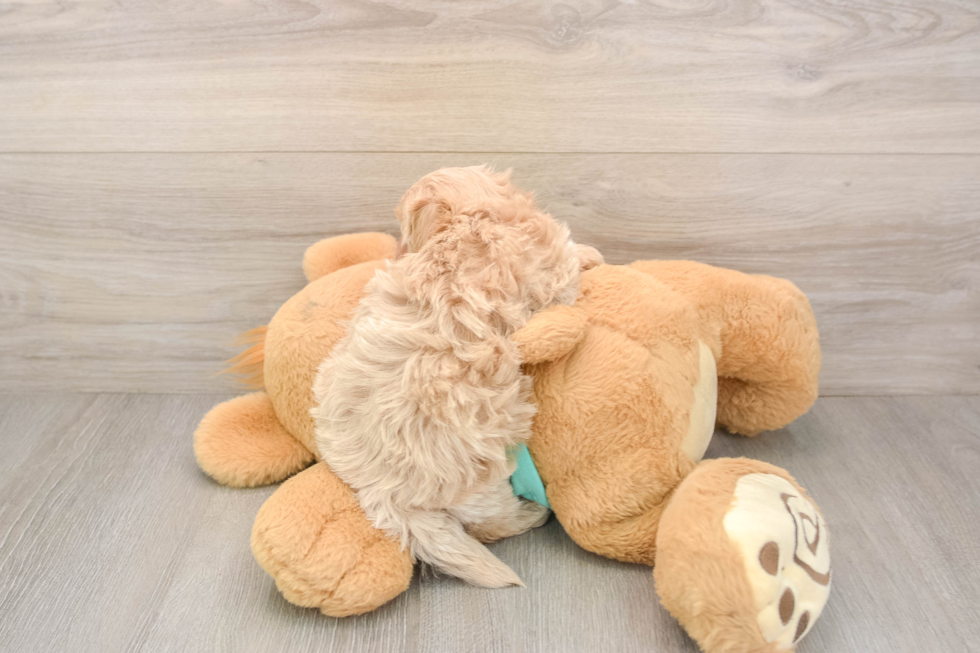 Energetic Maltidoodle Poodle Mix Puppy