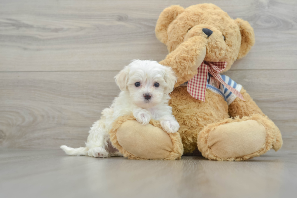 Maltipoo Pup Being Cute