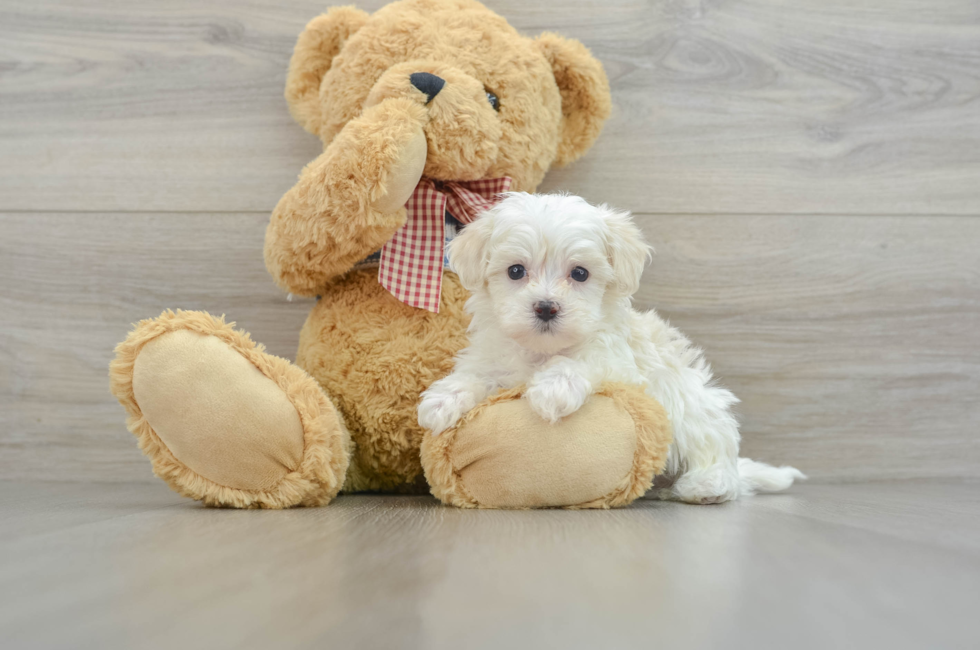 6 week old Maltipoo Puppy For Sale - Pilesgrove Pups