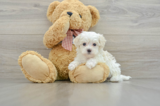 Happy Maltipoo Baby