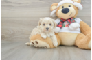 Cute Maltipoo Baby