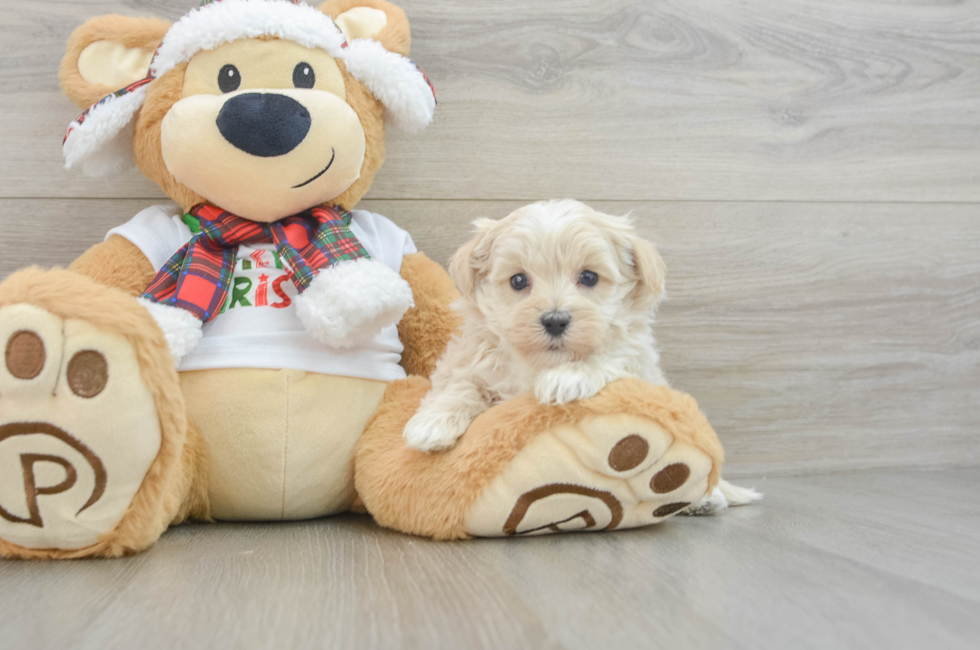 6 week old Maltipoo Puppy For Sale - Pilesgrove Pups