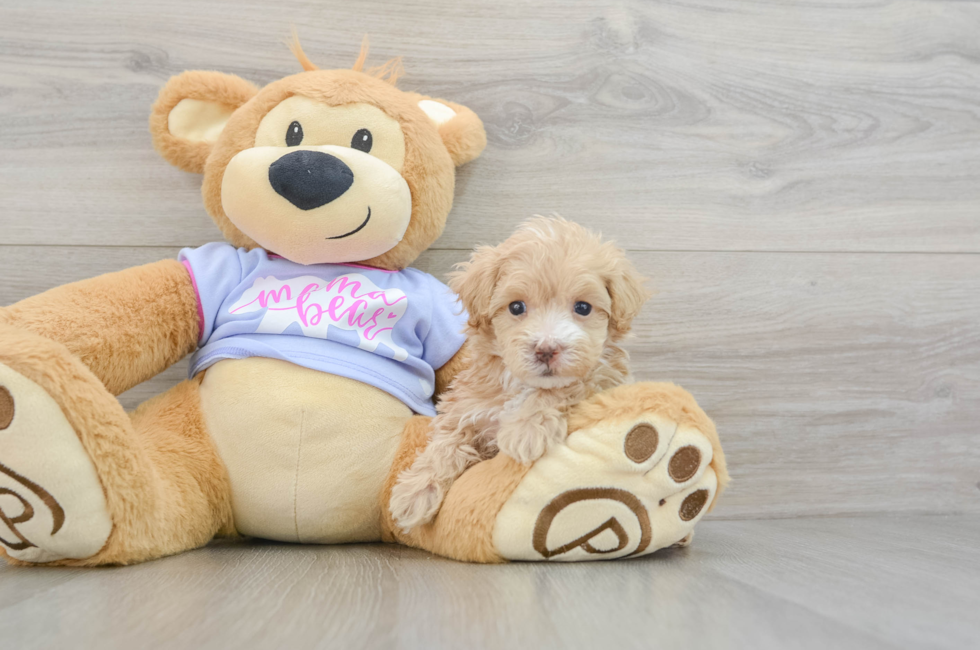 6 week old Maltipoo Puppy For Sale - Pilesgrove Pups