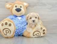 8 week old Maltipoo Puppy For Sale - Pilesgrove Pups