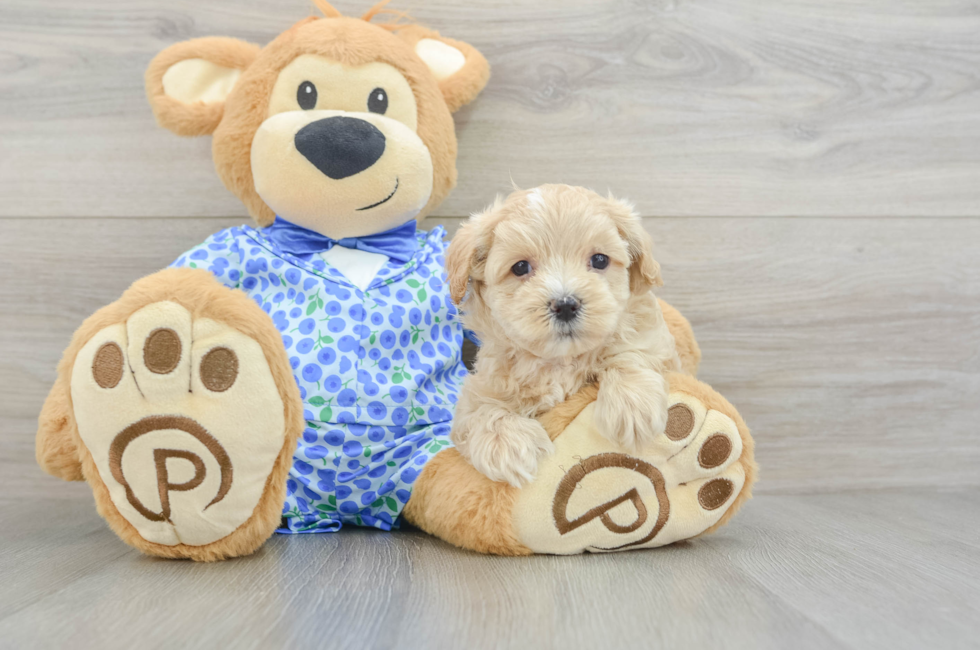 8 week old Maltipoo Puppy For Sale - Pilesgrove Pups