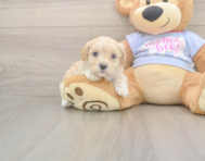 8 week old Maltipoo Puppy For Sale - Pilesgrove Pups