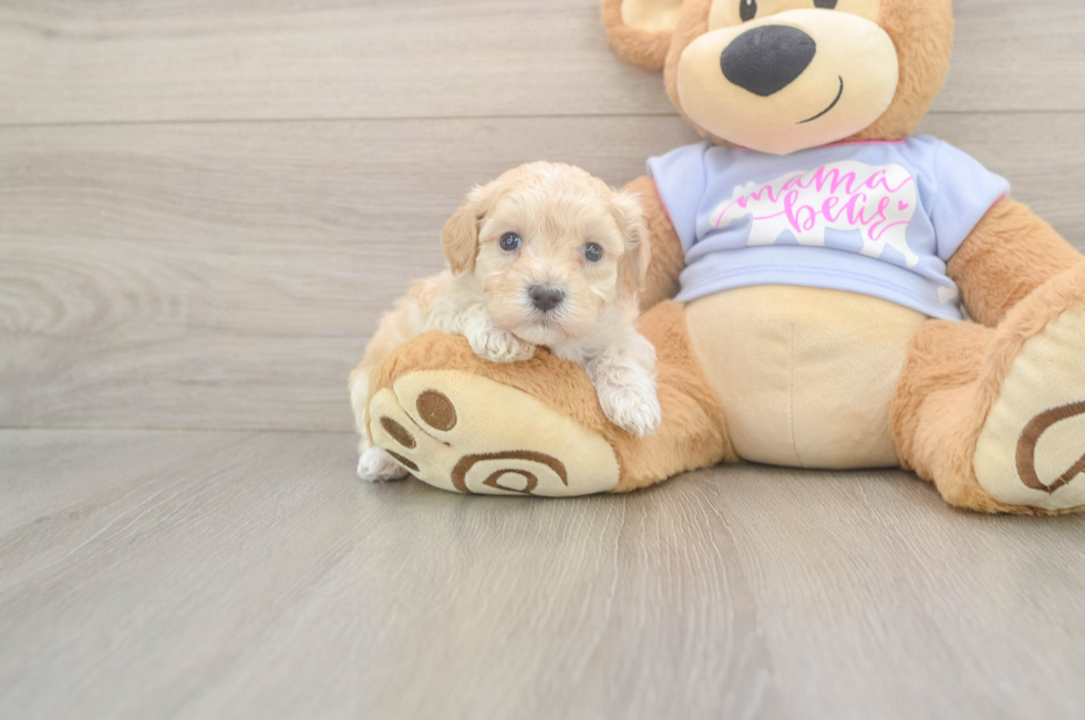 5 week old Maltipoo Puppy For Sale - Pilesgrove Pups