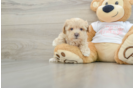 Smart Maltipoo Poodle Mix Pup