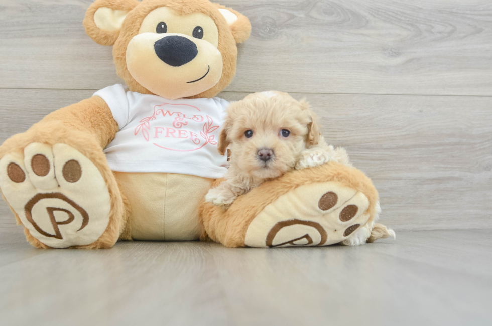 6 week old Maltipoo Puppy For Sale - Pilesgrove Pups