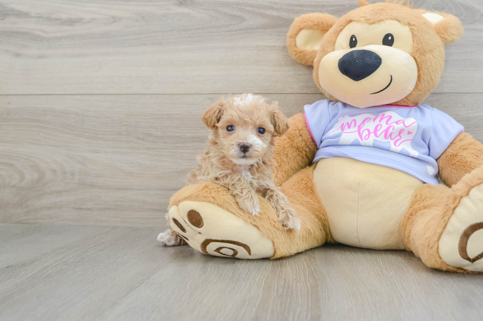 Best Maltipoo Baby