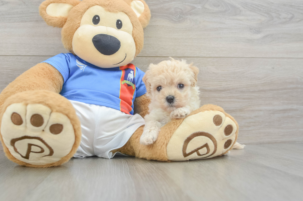 5 week old Maltipoo Puppy For Sale - Pilesgrove Pups