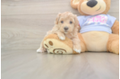 Best Maltipoo Baby