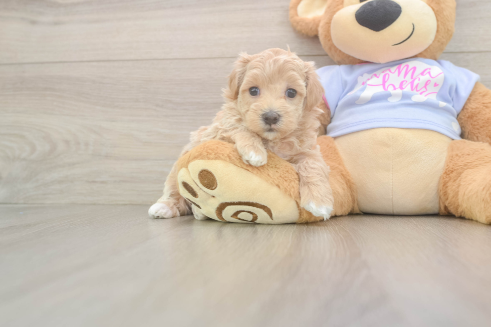 Best Maltipoo Baby