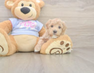 7 week old Maltipoo Puppy For Sale - Pilesgrove Pups