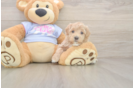 Happy Maltipoo Baby