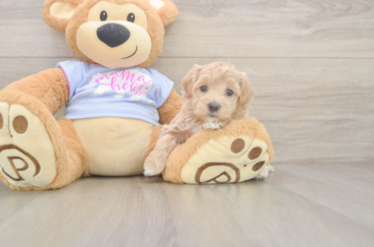Happy Maltipoo Baby