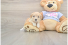 Maltipoo Puppy for Adoption