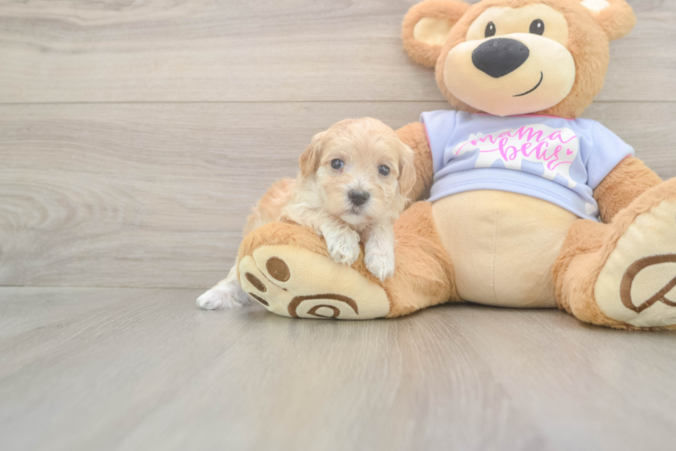 Maltipoo Puppy for Adoption