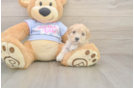 Hypoallergenic Malt Oodle Poodle Mix Puppy