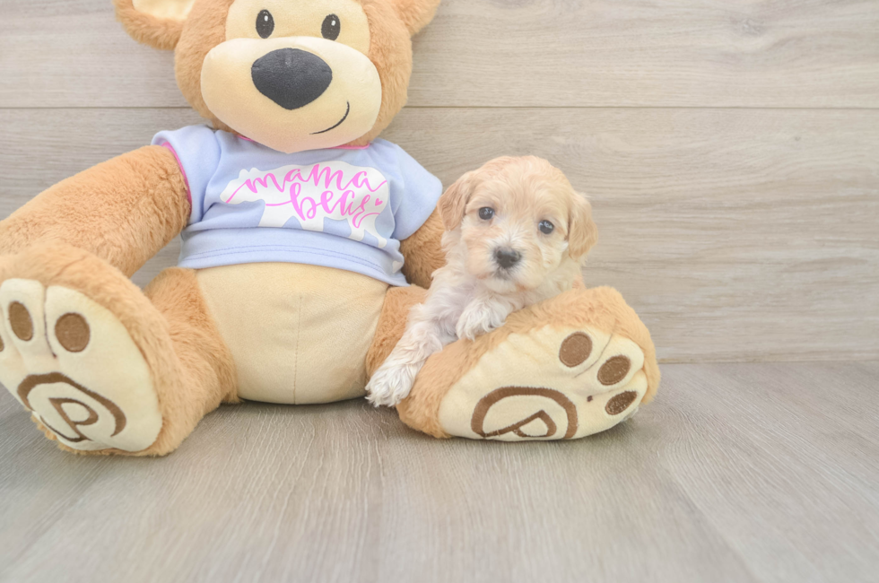 5 week old Maltipoo Puppy For Sale - Pilesgrove Pups
