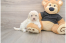 Funny Maltipoo Poodle Mix Pup