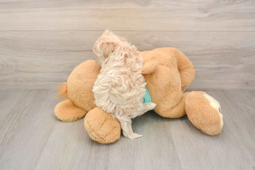 Best Maltipoo Baby