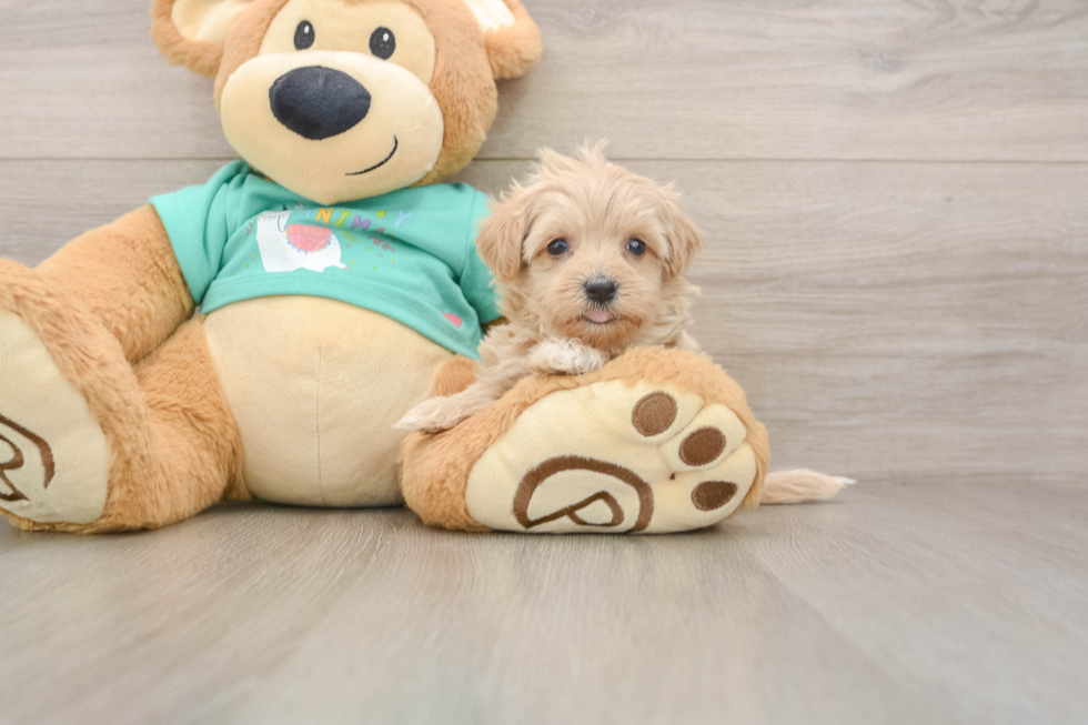 Maltipoo Puppy for Adoption