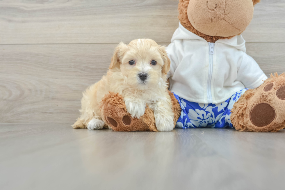 Maltipoo Pup Being Cute