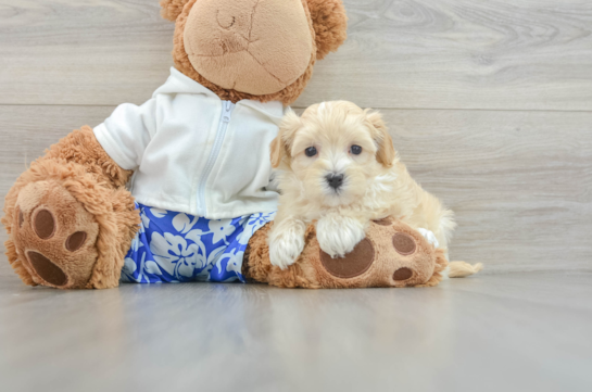 Friendly Maltipoo Baby