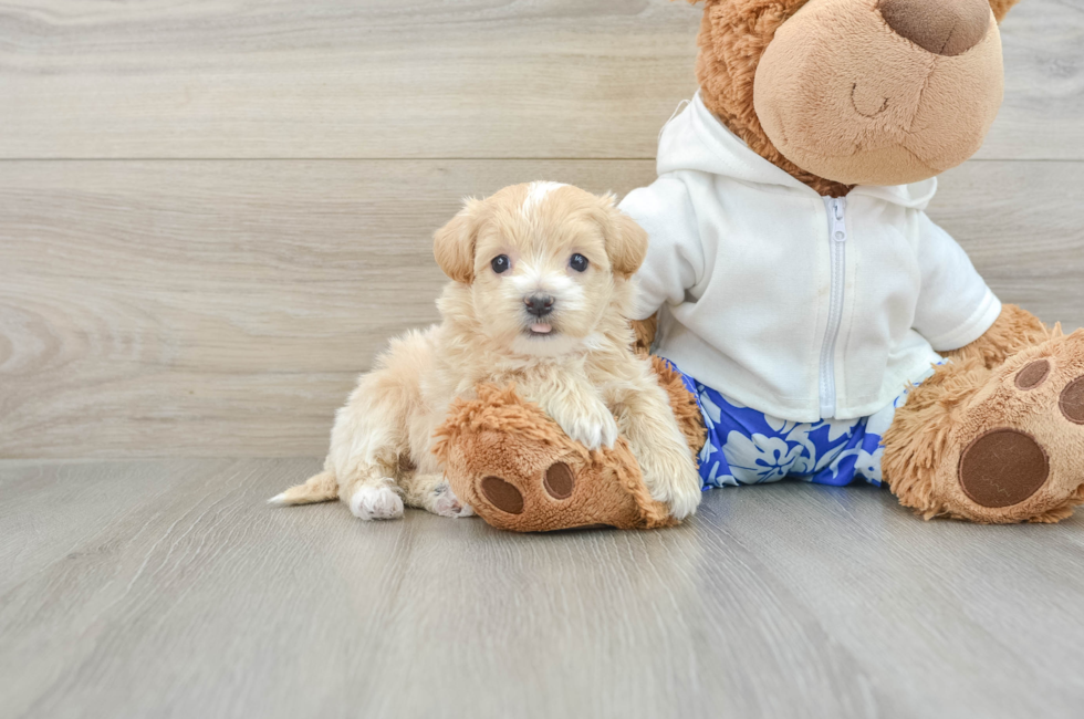 7 week old Maltipoo Puppy For Sale - Pilesgrove Pups