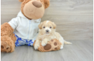 Maltipoo Puppy for Adoption