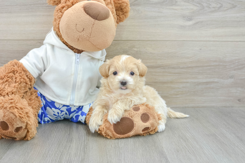 Maltipoo Puppy for Adoption