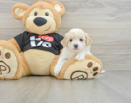7 week old Maltipoo Puppy For Sale - Pilesgrove Pups